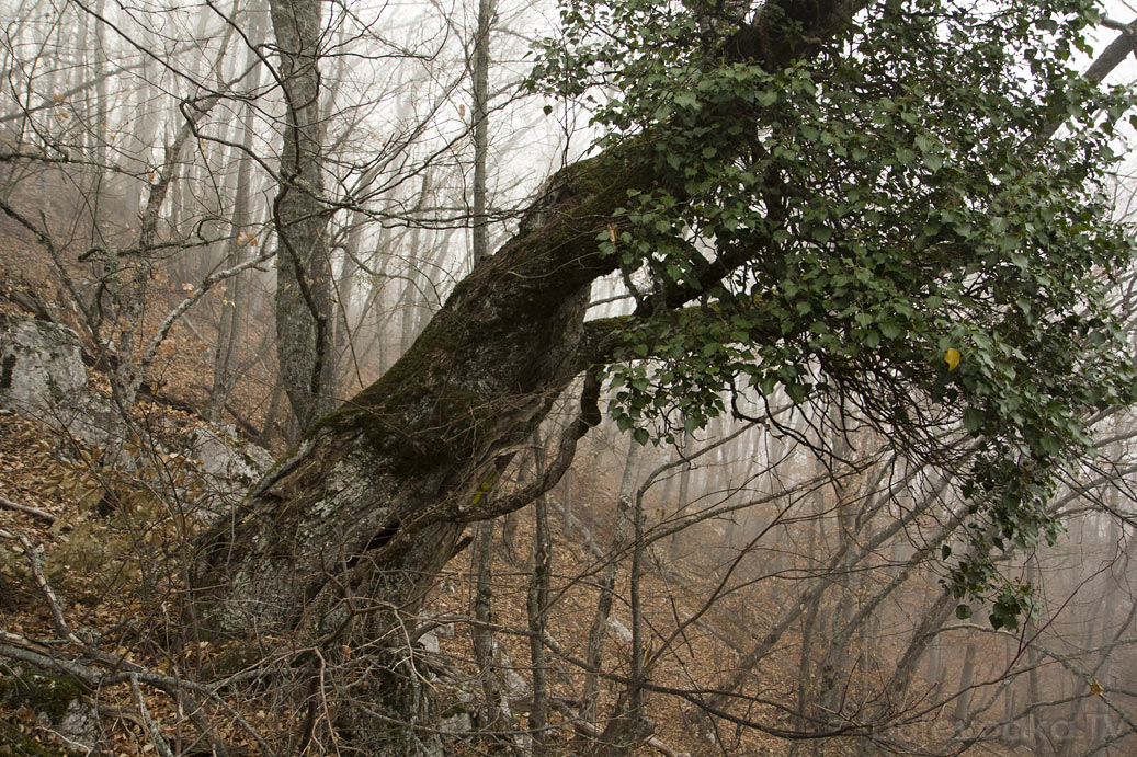 Урочище Парагильмен, image of landscape/habitat.