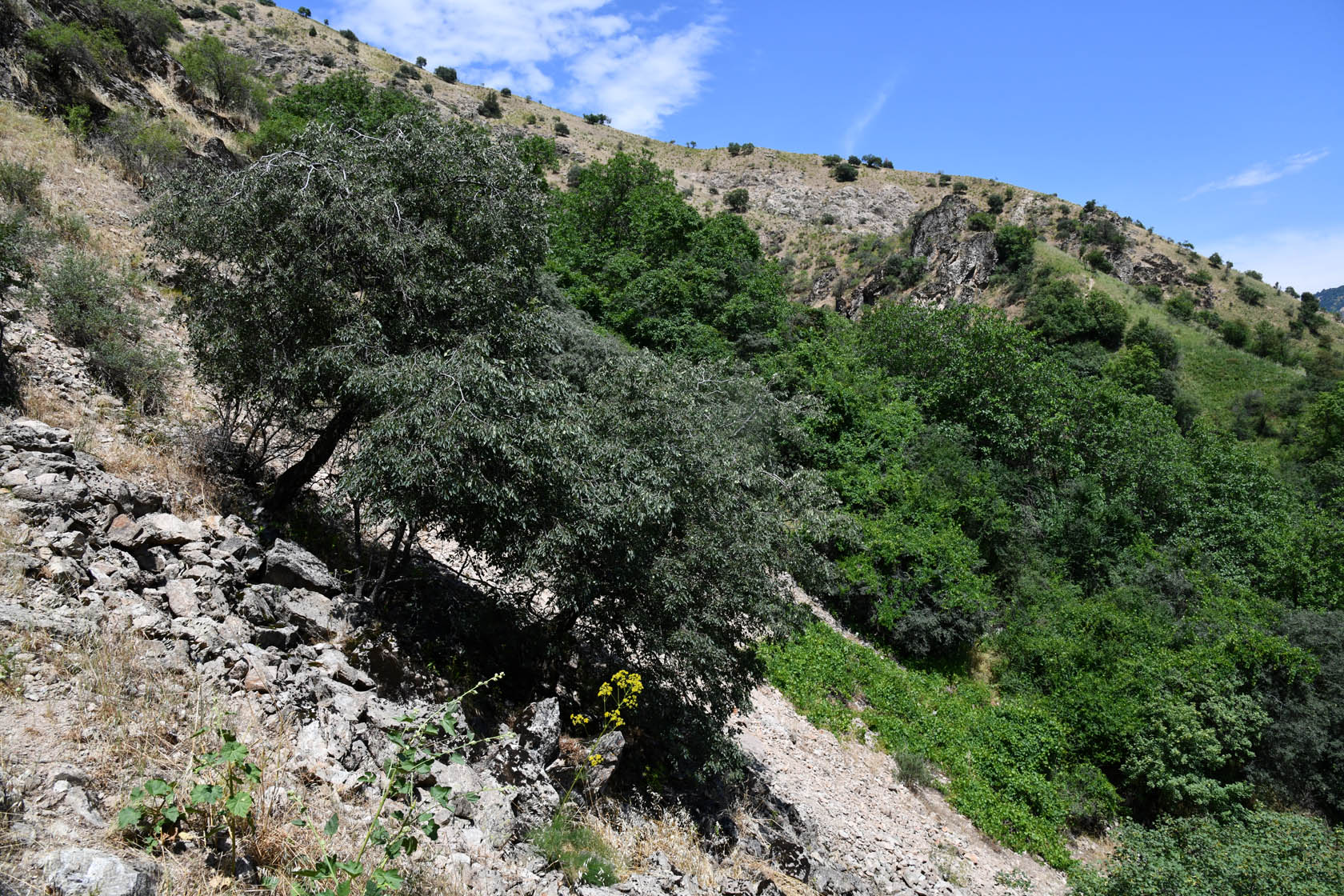 Кондара, image of landscape/habitat.