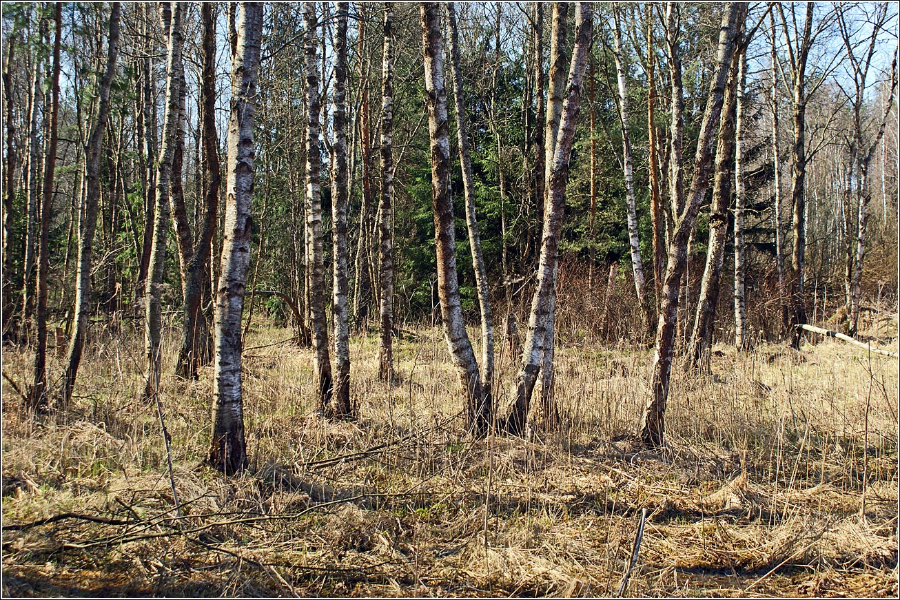 Окрестности Хрипани, image of landscape/habitat.