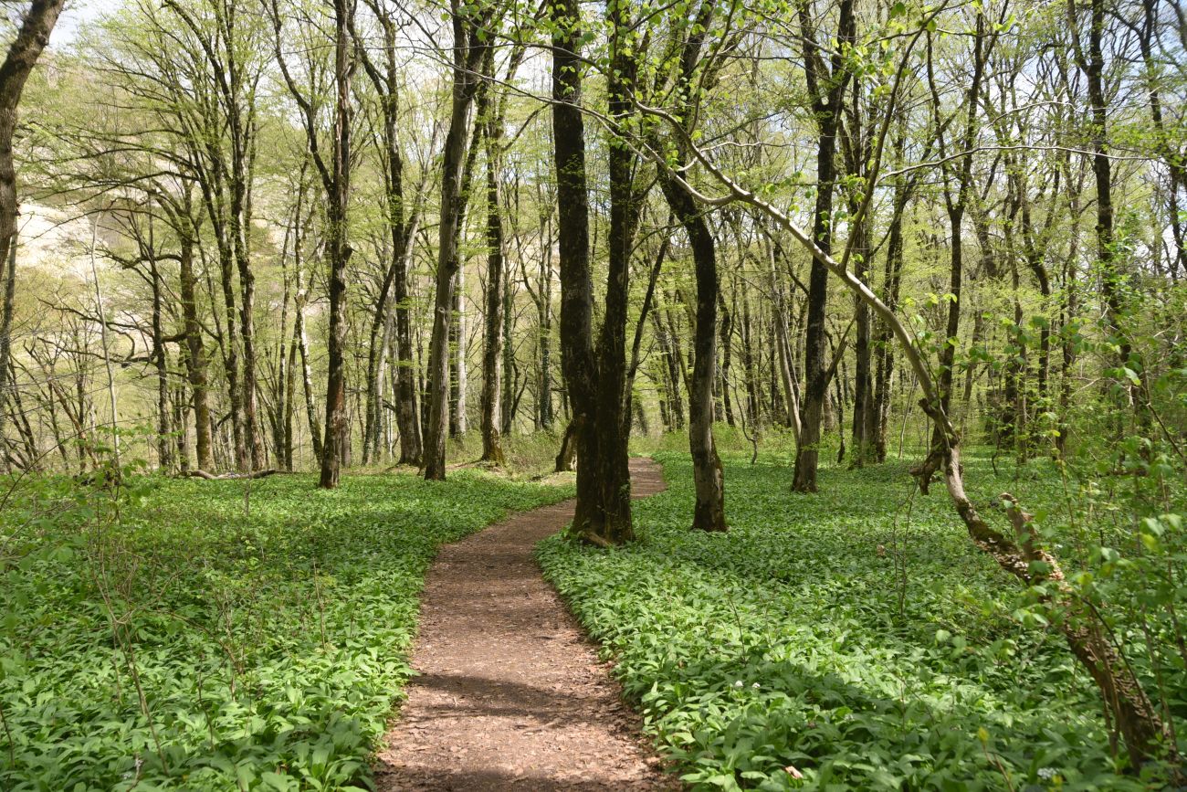 Долина Белой около Руфабго, image of landscape/habitat.