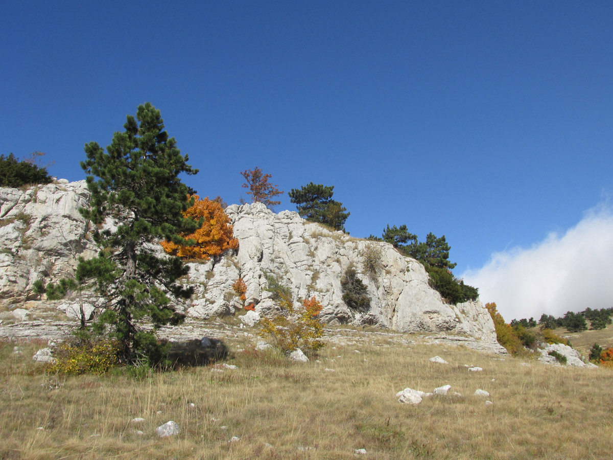 Ай-Петринская яйла, image of landscape/habitat.