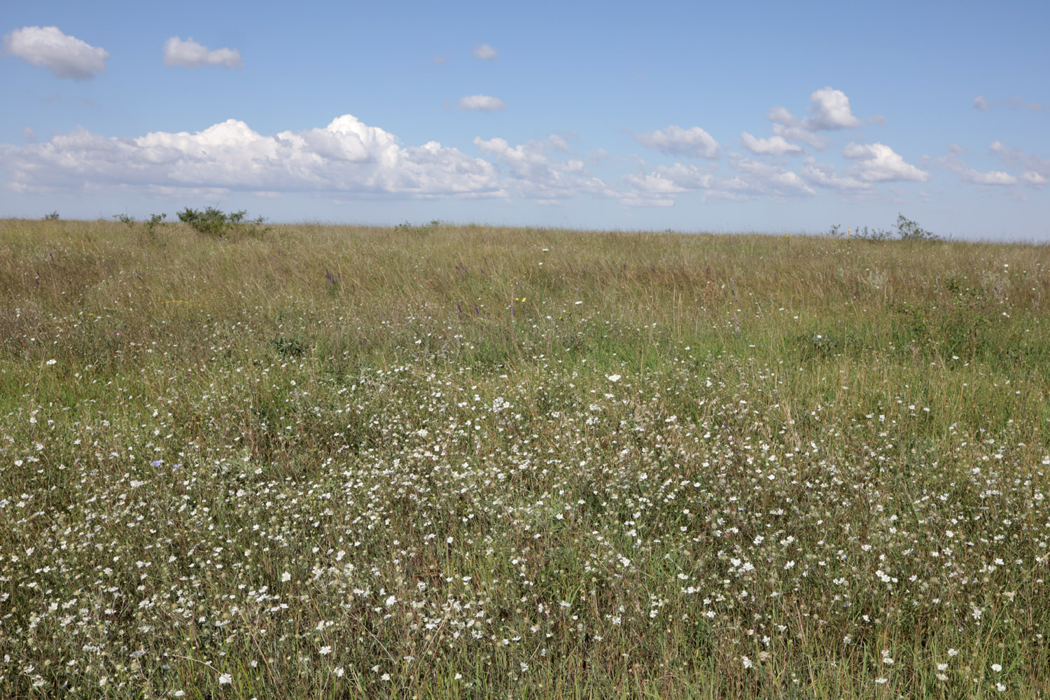 Степь у села Урожайное, image of landscape/habitat.