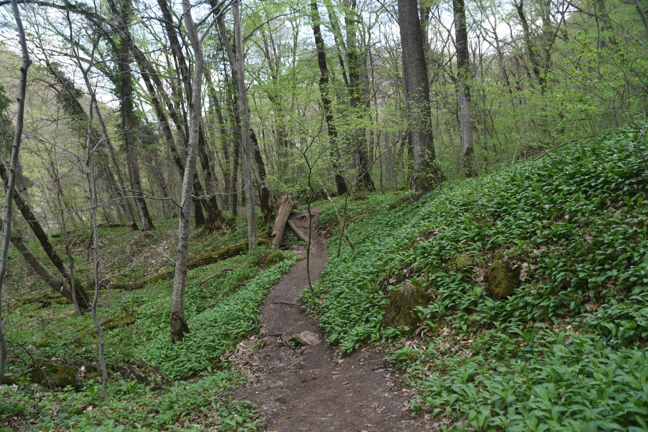 Долина Белой около Руфабго, image of landscape/habitat.