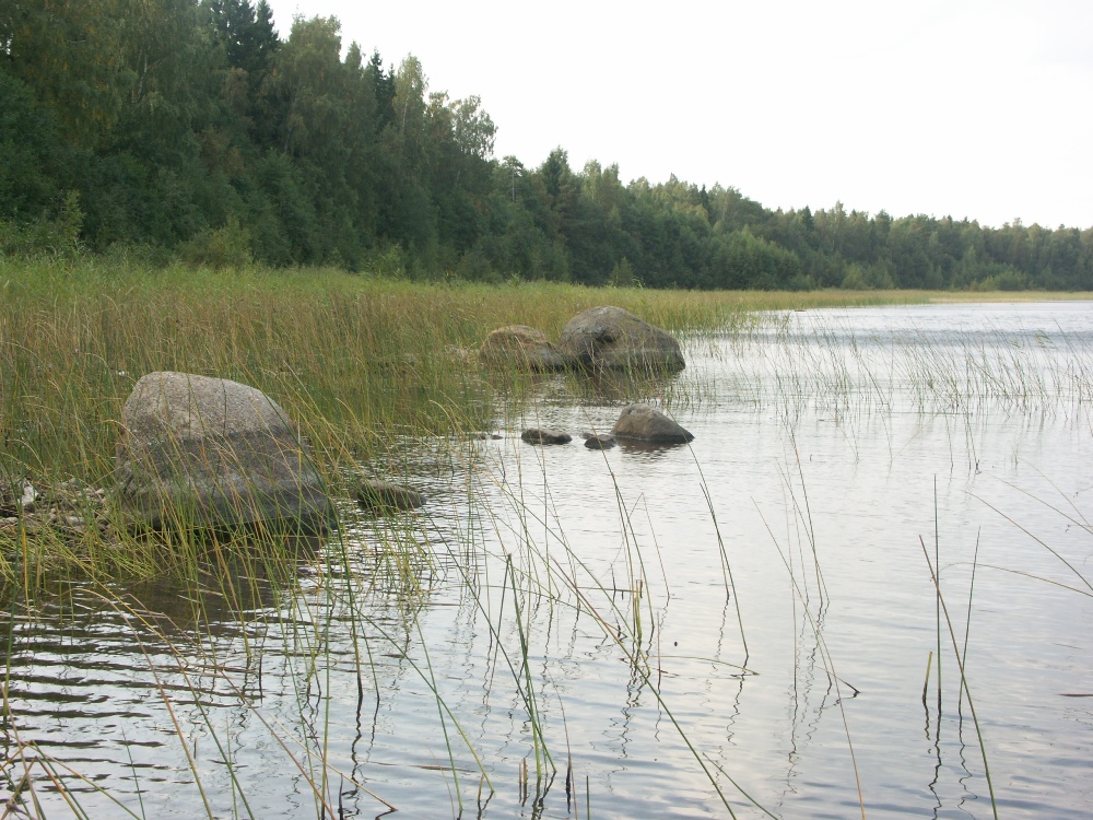 Котельский заказник, image of landscape/habitat.