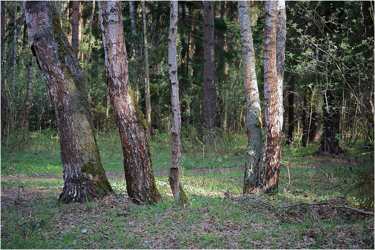 Окрестности Хрипани, image of landscape/habitat.