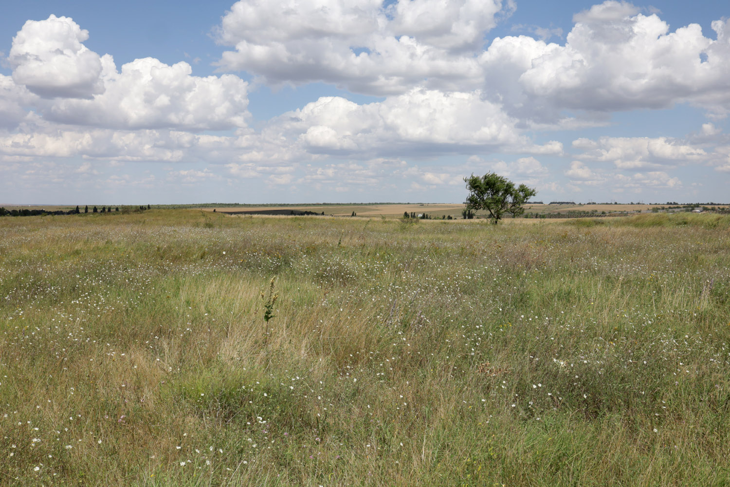 Степь у села Урожайное, image of landscape/habitat.