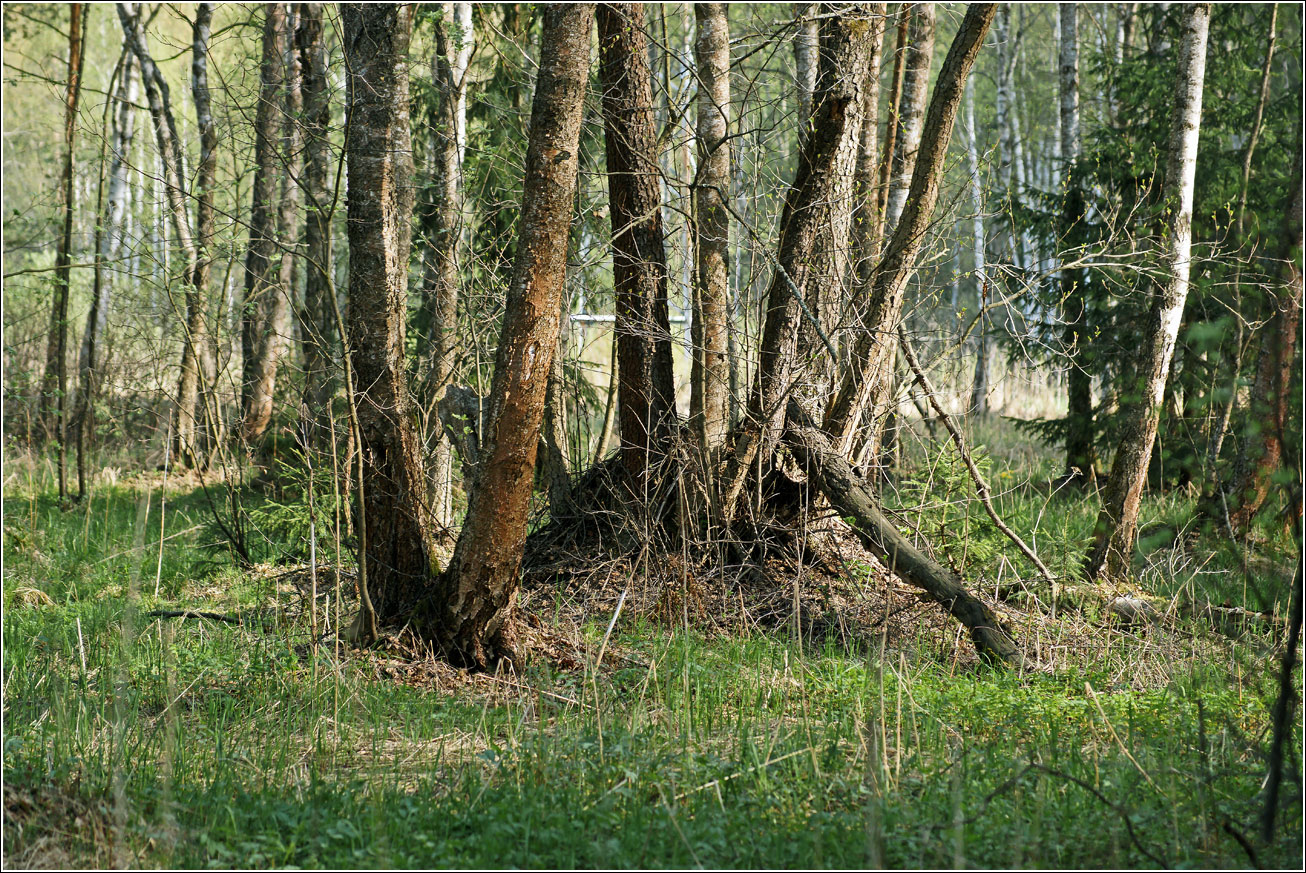 Окрестности Хрипани, image of landscape/habitat.