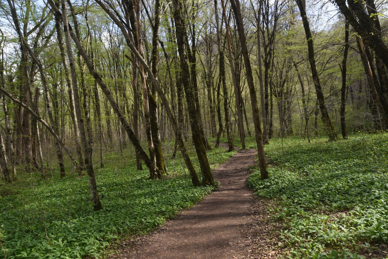Долина Белой около Руфабго, image of landscape/habitat.