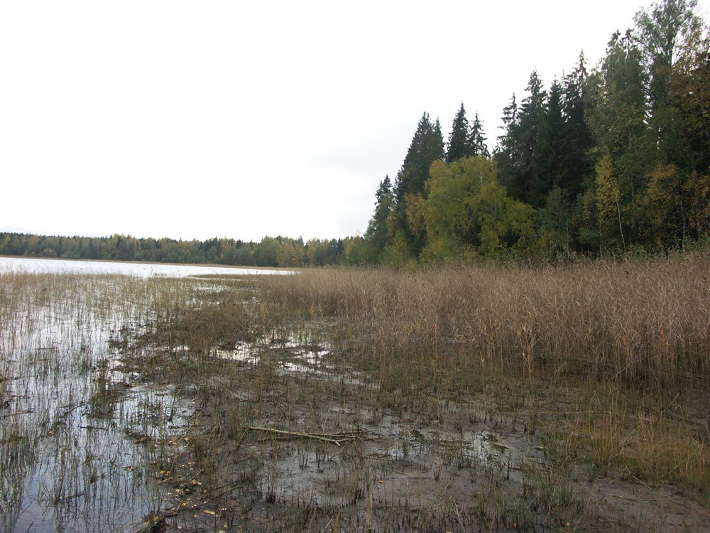 Котельский заказник, image of landscape/habitat.