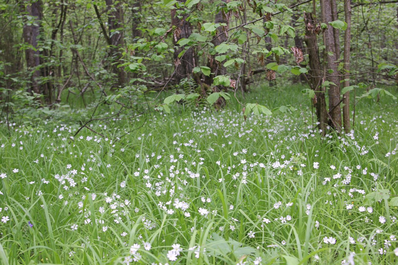 Окрестности деревни Чёлохово, image of landscape/habitat.