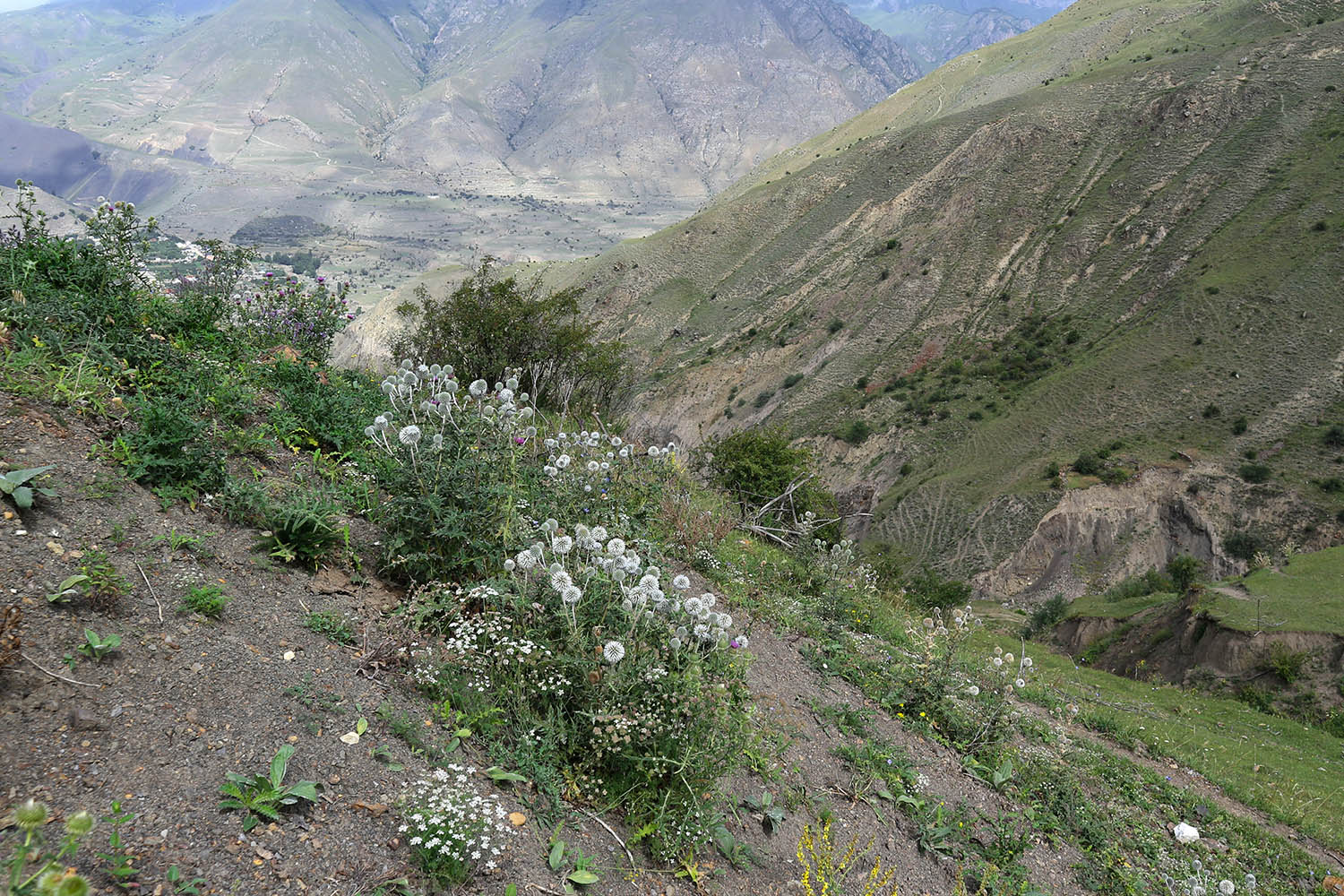 Хашхасу, image of landscape/habitat.