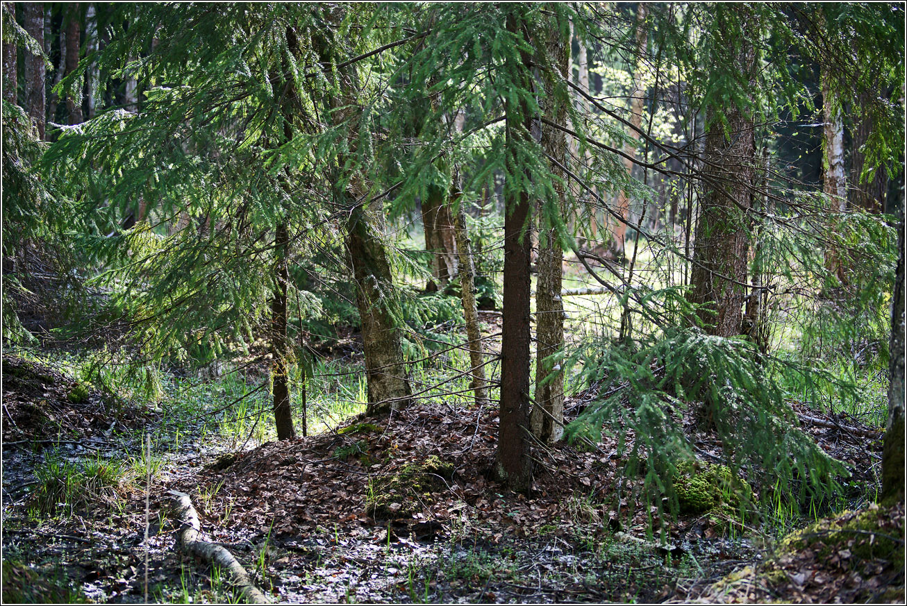 Окрестности Хрипани, image of landscape/habitat.