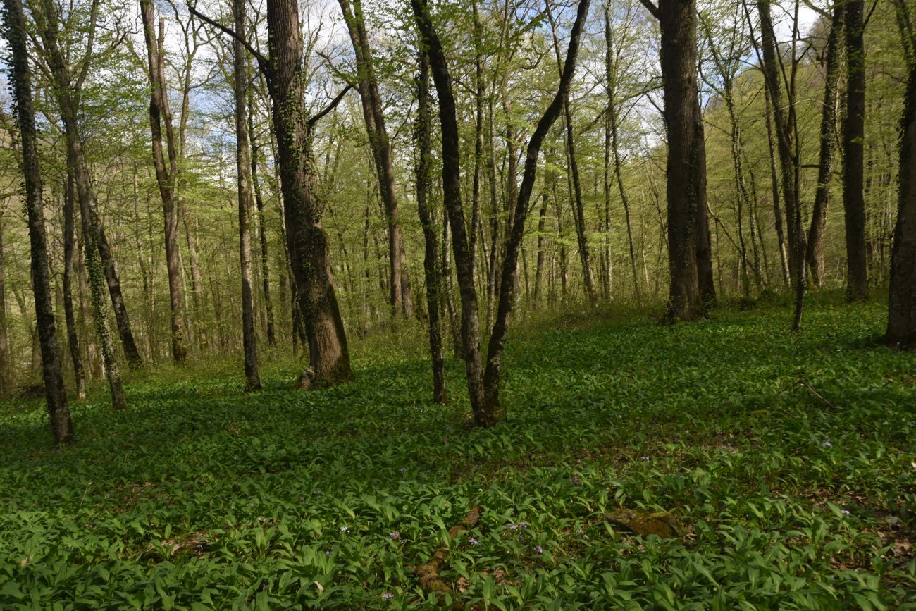 Долина Белой около Руфабго, image of landscape/habitat.