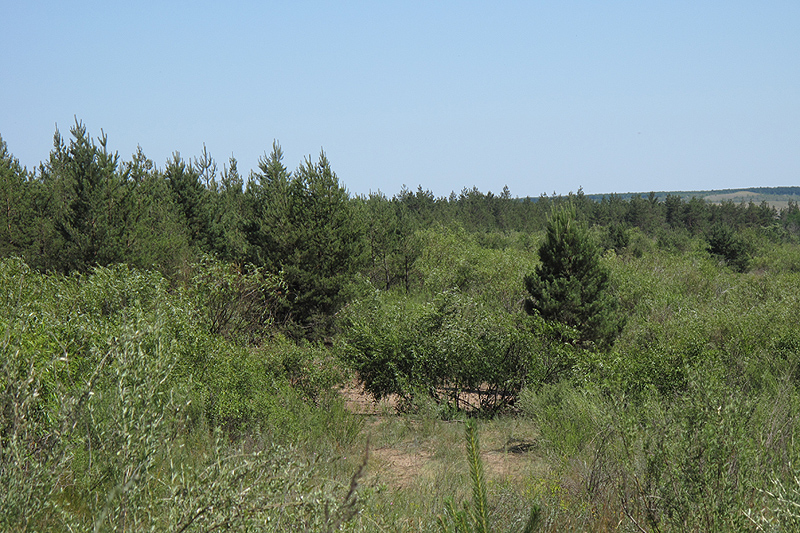 Шолоховские озера, image of landscape/habitat.