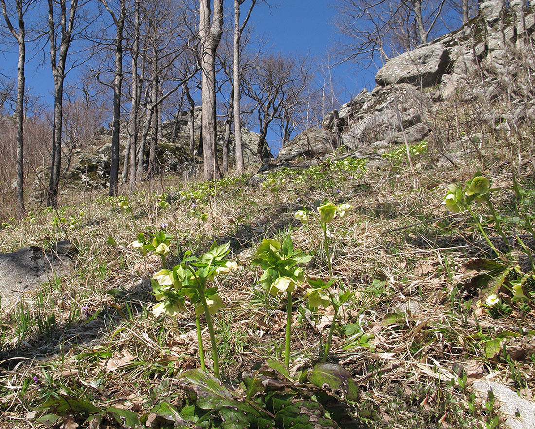 Гора Индюк, image of landscape/habitat.