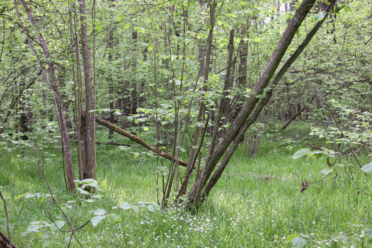 Окрестности деревни Чёлохово, image of landscape/habitat.