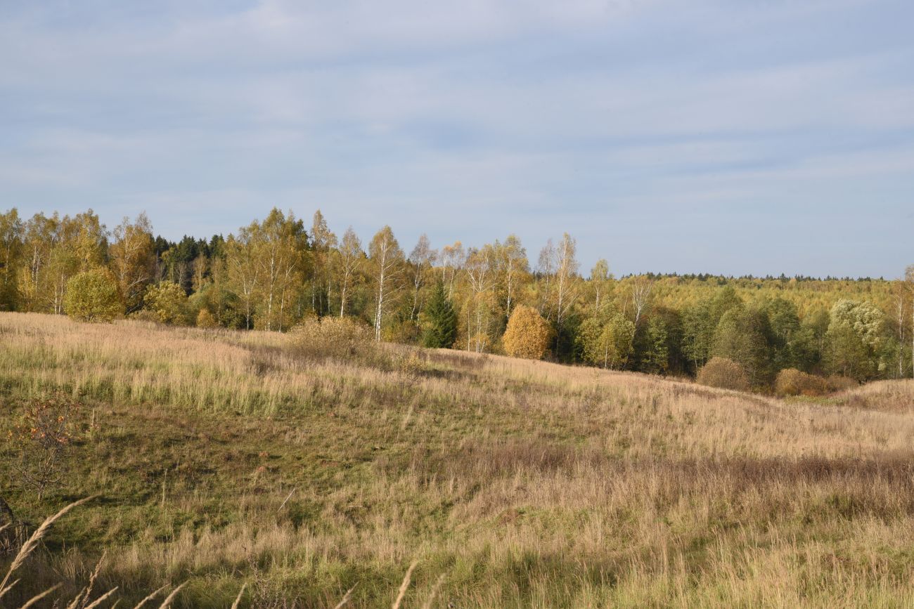 Окрестности деревни Брюхово, image of landscape/habitat.