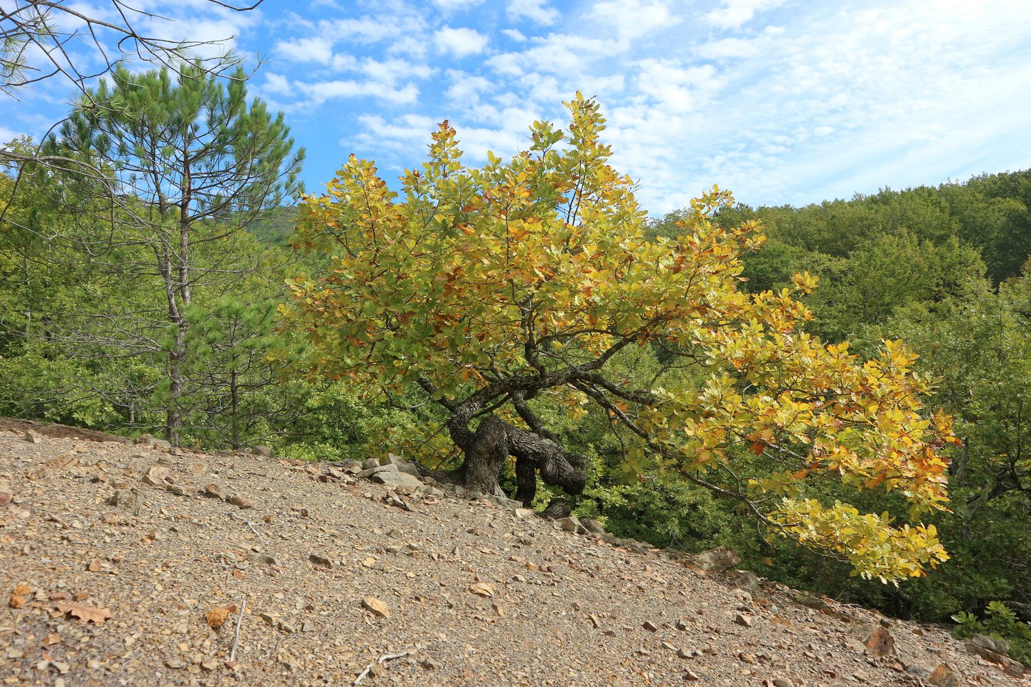 Прохаскина балка, image of landscape/habitat.