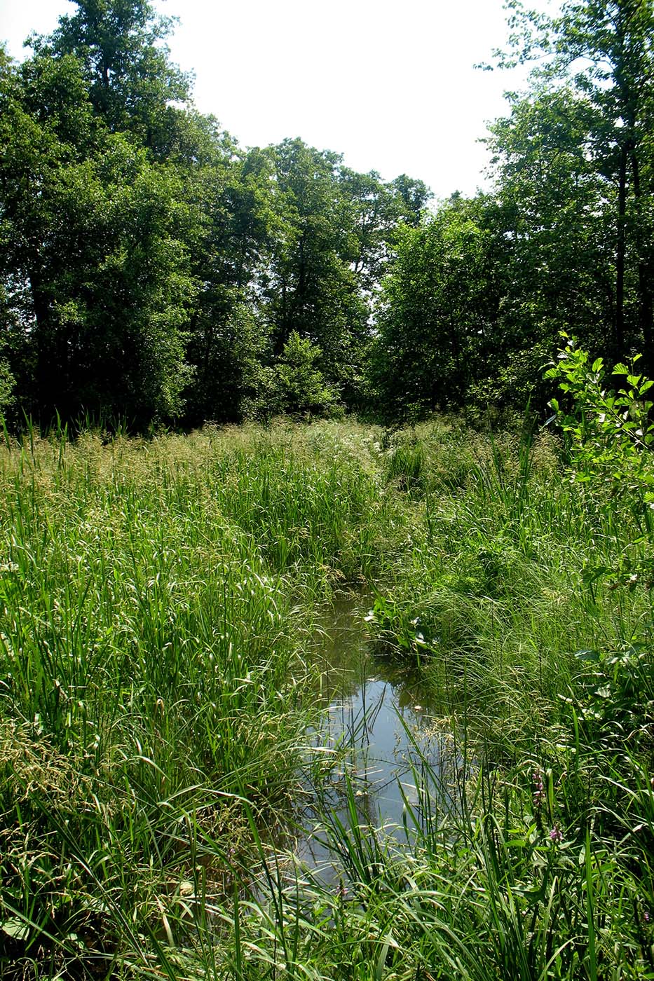 Приокско-Террасный заповедник, image of landscape/habitat.