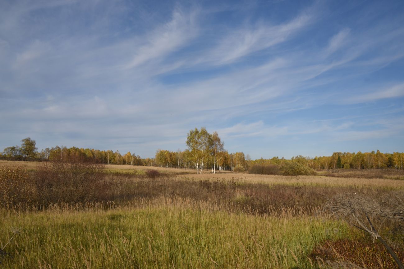 Окрестности деревни Брюхово, image of landscape/habitat.