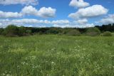 Луга у Кемки, image of landscape/habitat.