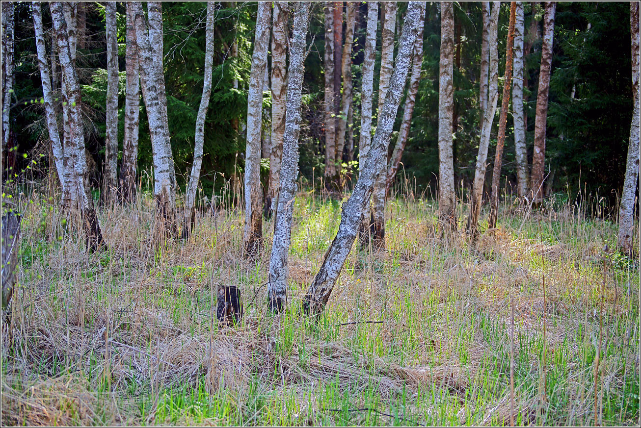 Окрестности Хрипани, image of landscape/habitat.