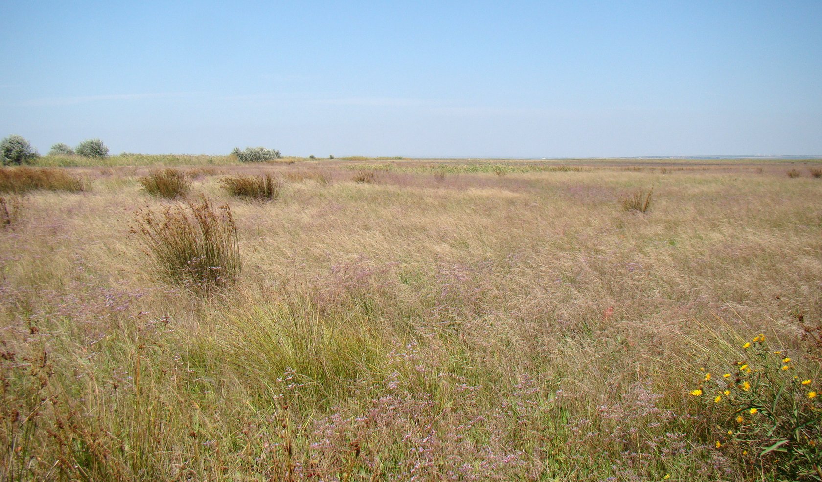 Витязевская коса, image of landscape/habitat.