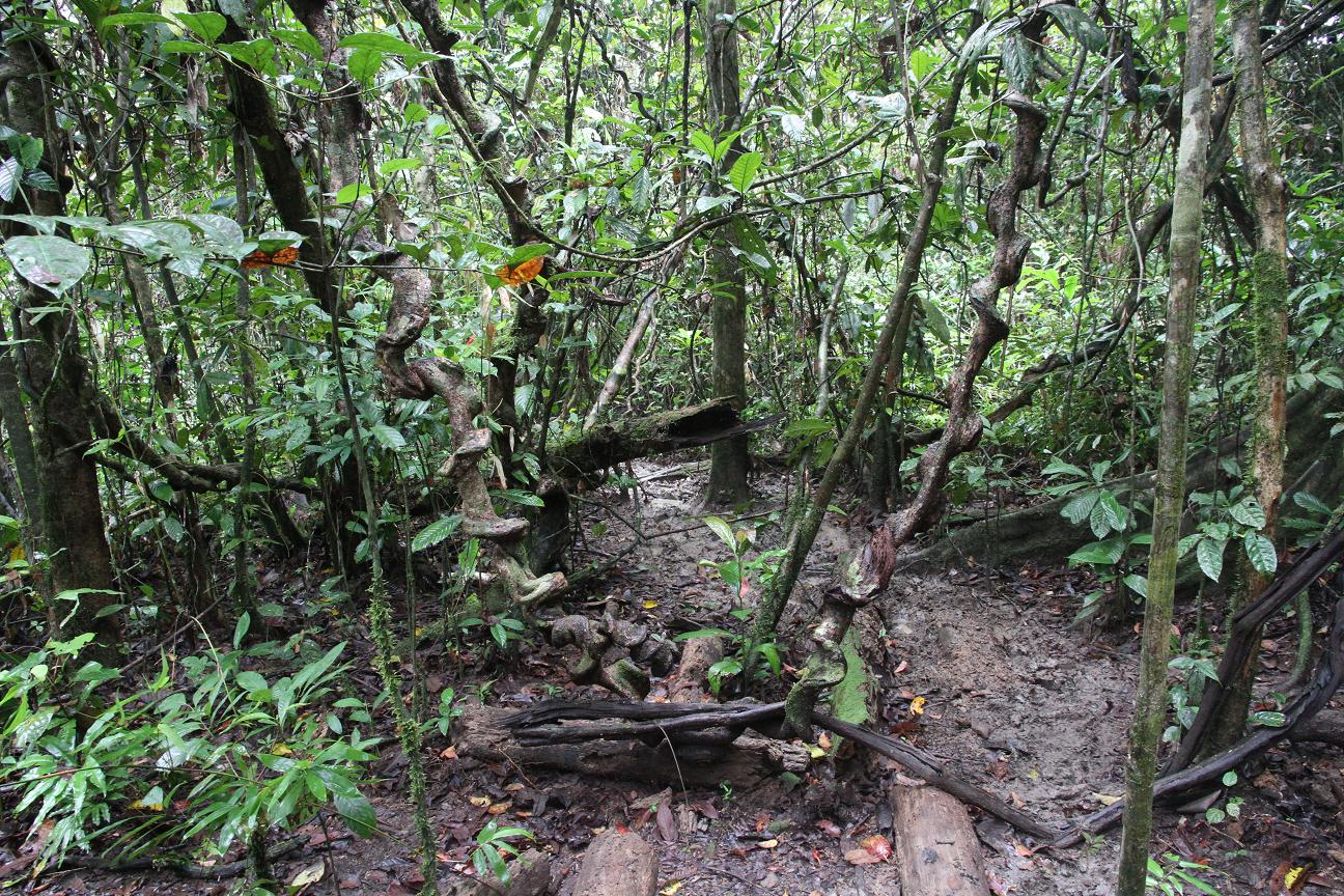 Река Кинабатанган, image of landscape/habitat.