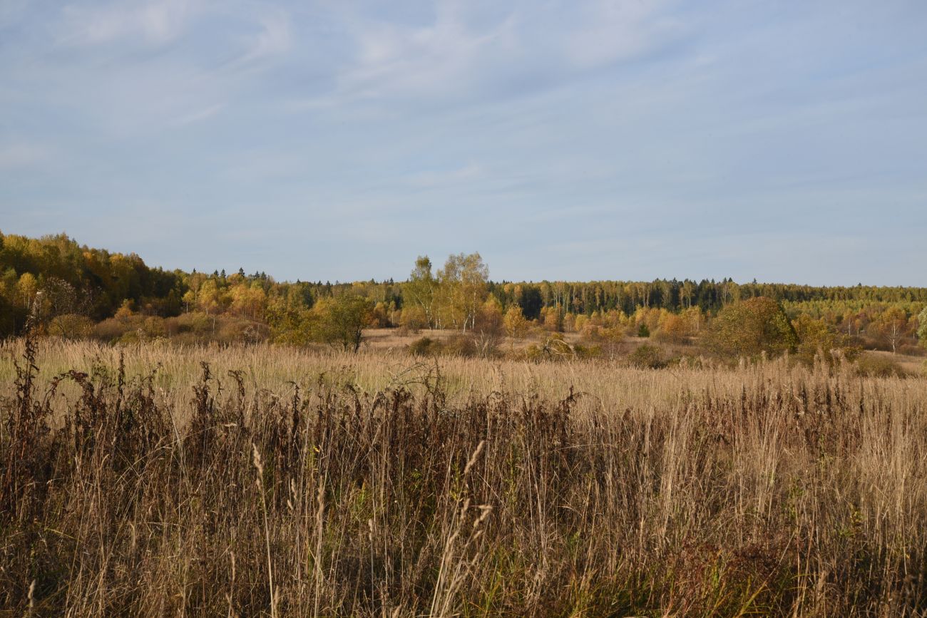 Окрестности деревни Никитск, image of landscape/habitat.