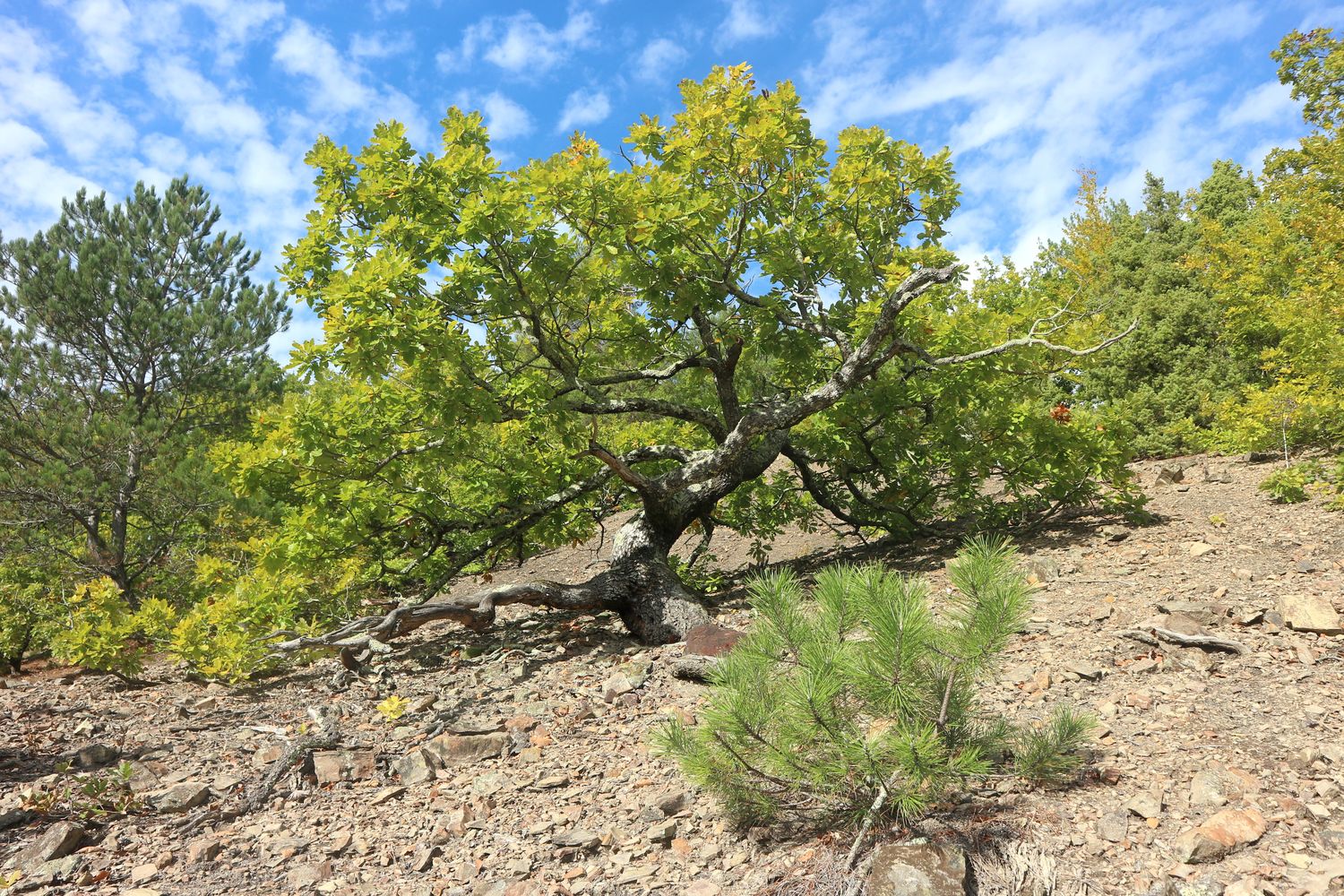 Прохаскина балка, image of landscape/habitat.