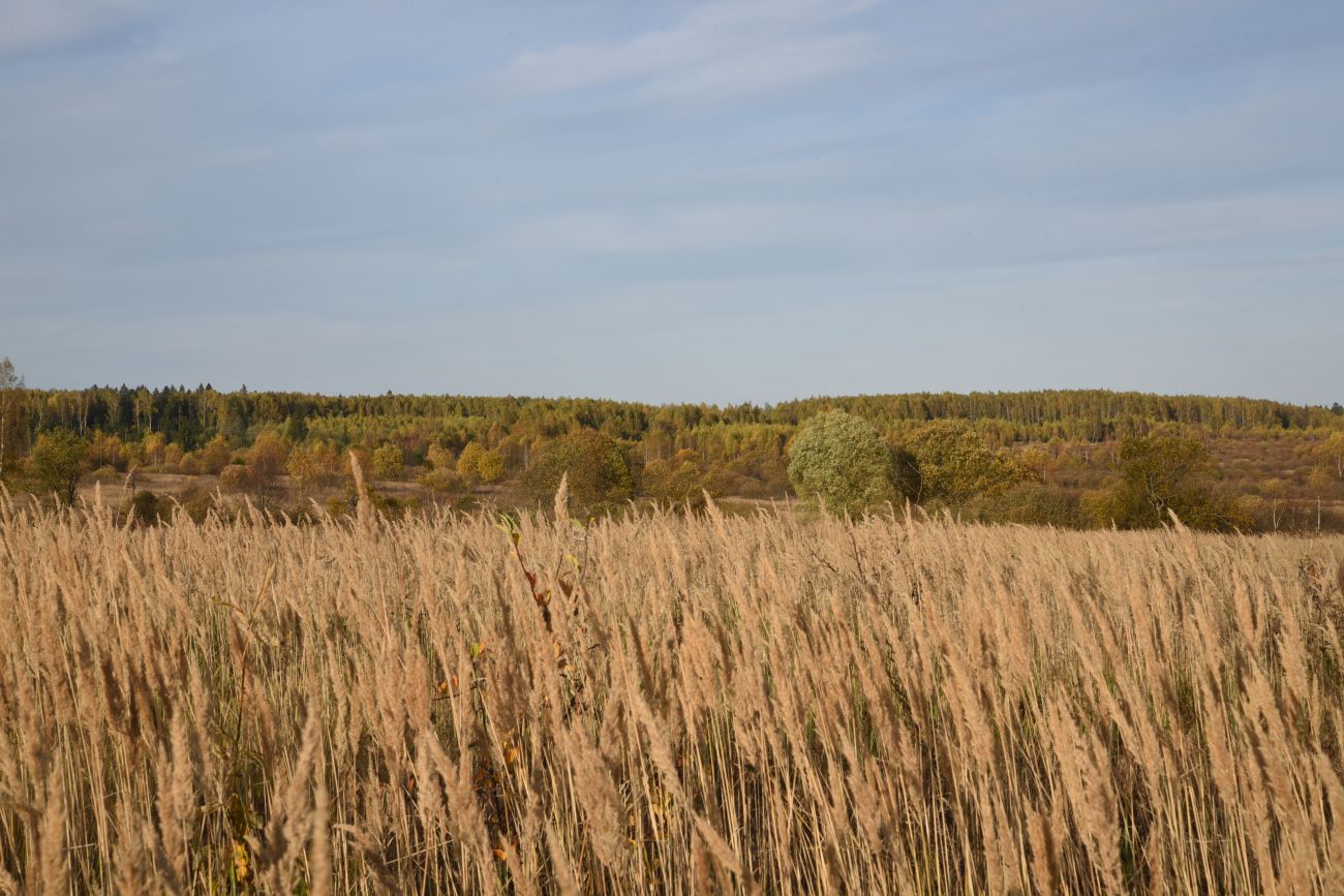 Окрестности деревни Никитск, image of landscape/habitat.