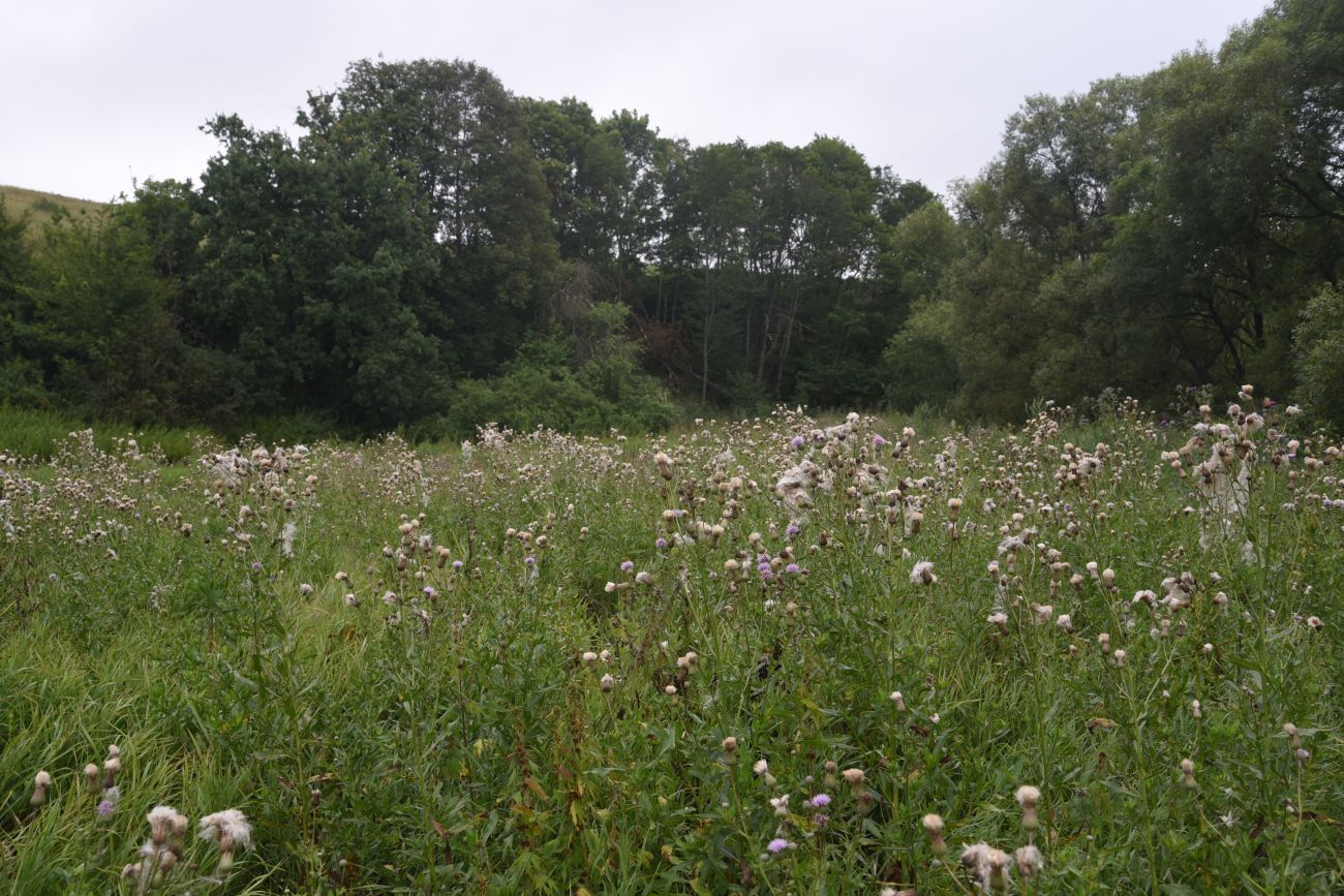 Устье реки Паника, image of landscape/habitat.