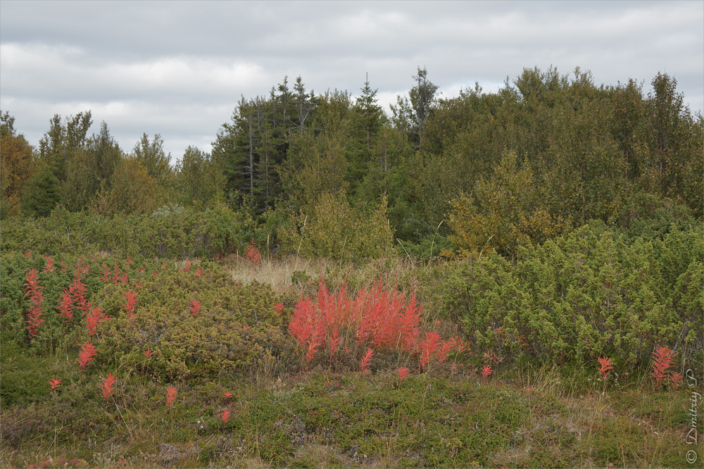 Тетрино, image of landscape/habitat.