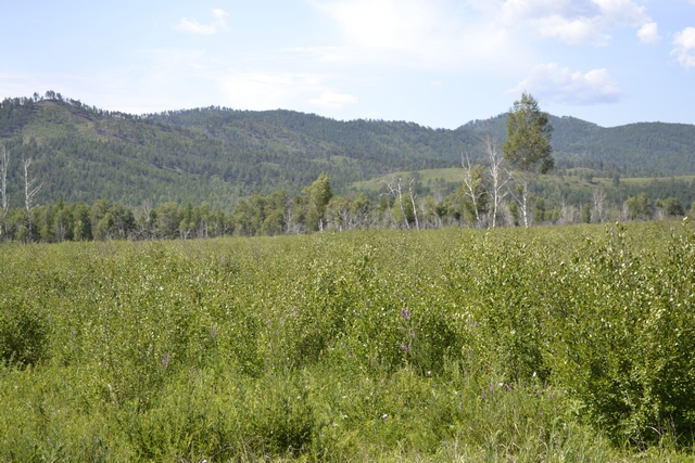 Река Курулга и гора Ундур, image of landscape/habitat.