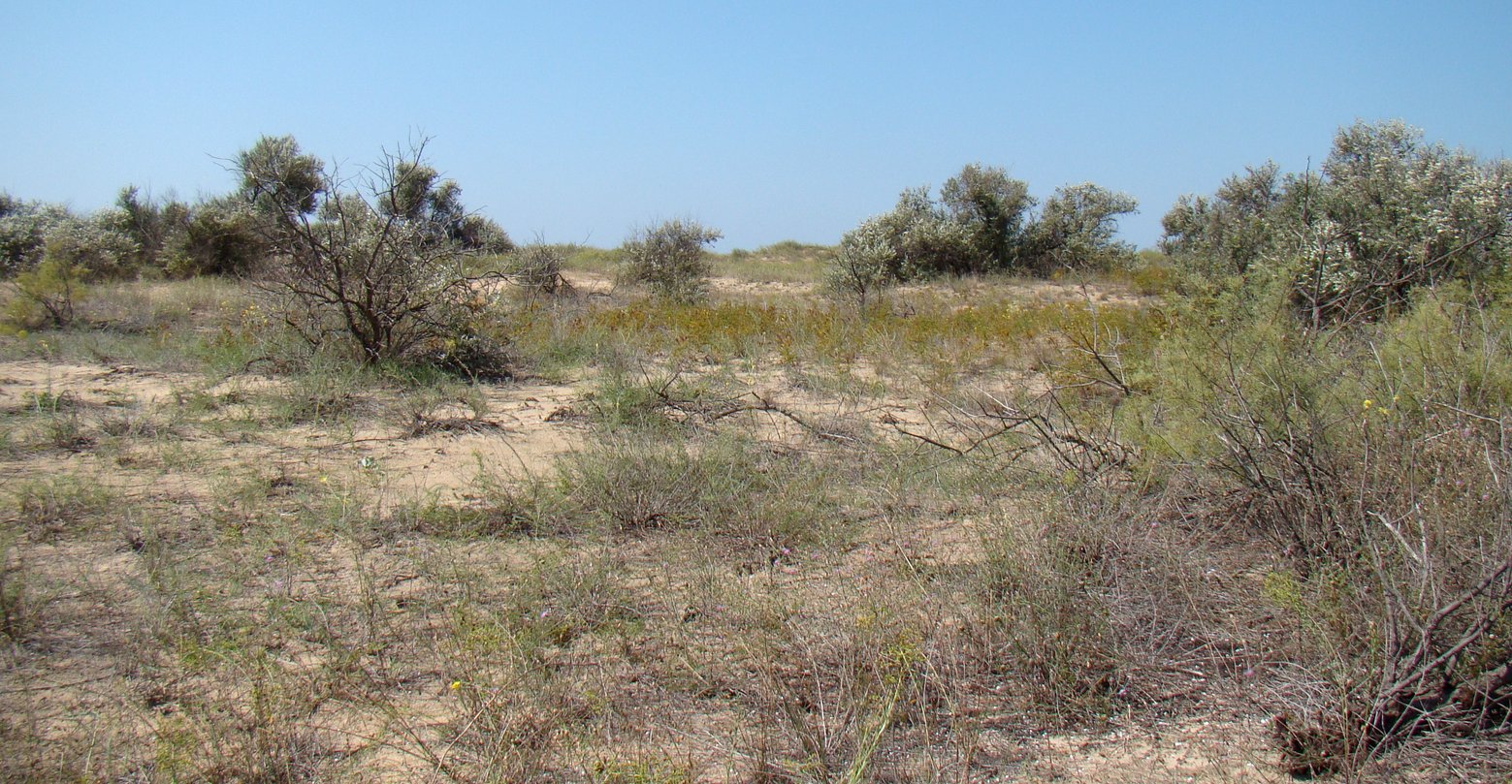 Витязевская коса, image of landscape/habitat.