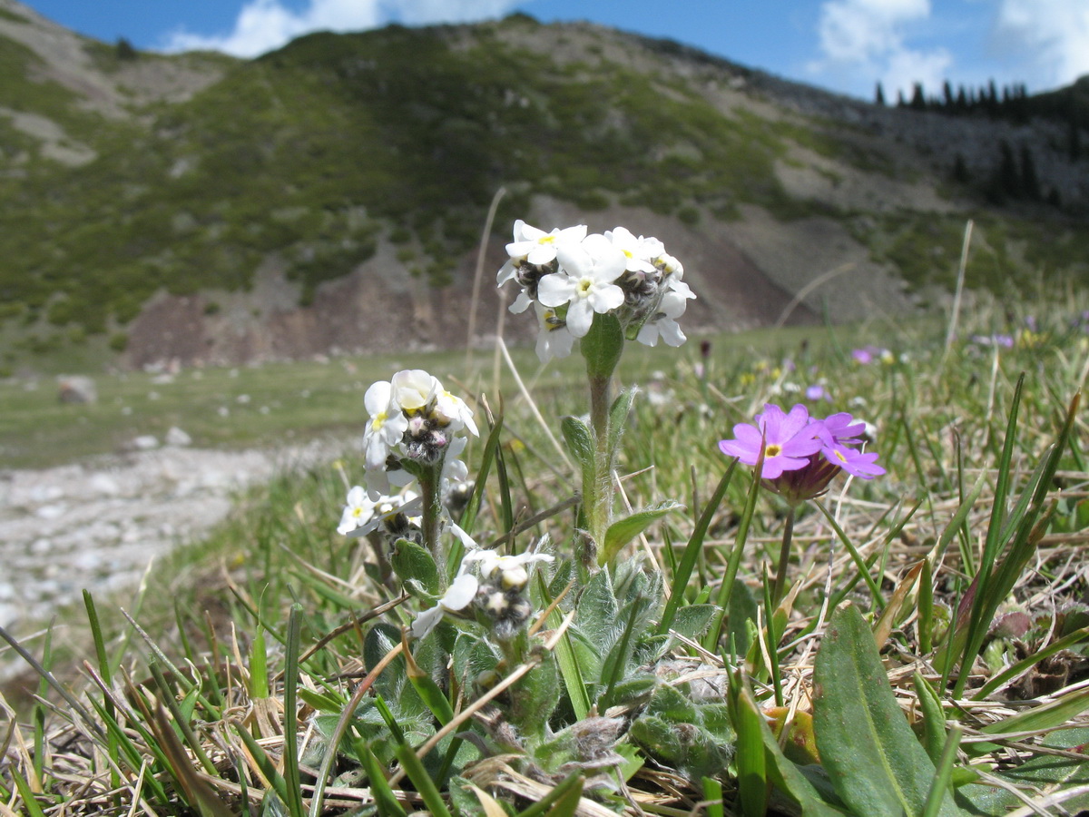 Большое Алматинское ущелье, image of landscape/habitat.