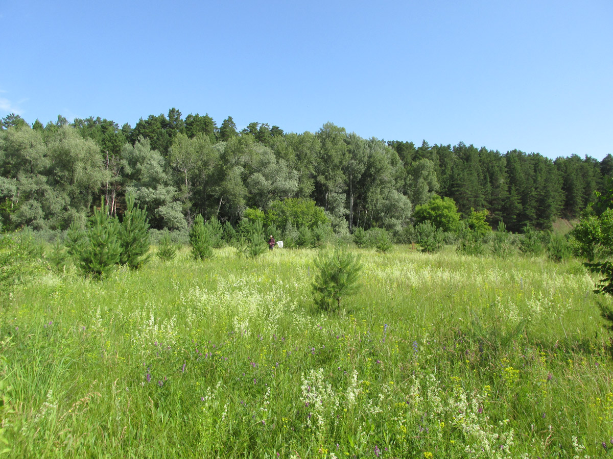 Окрестности села Лесное, image of landscape/habitat.