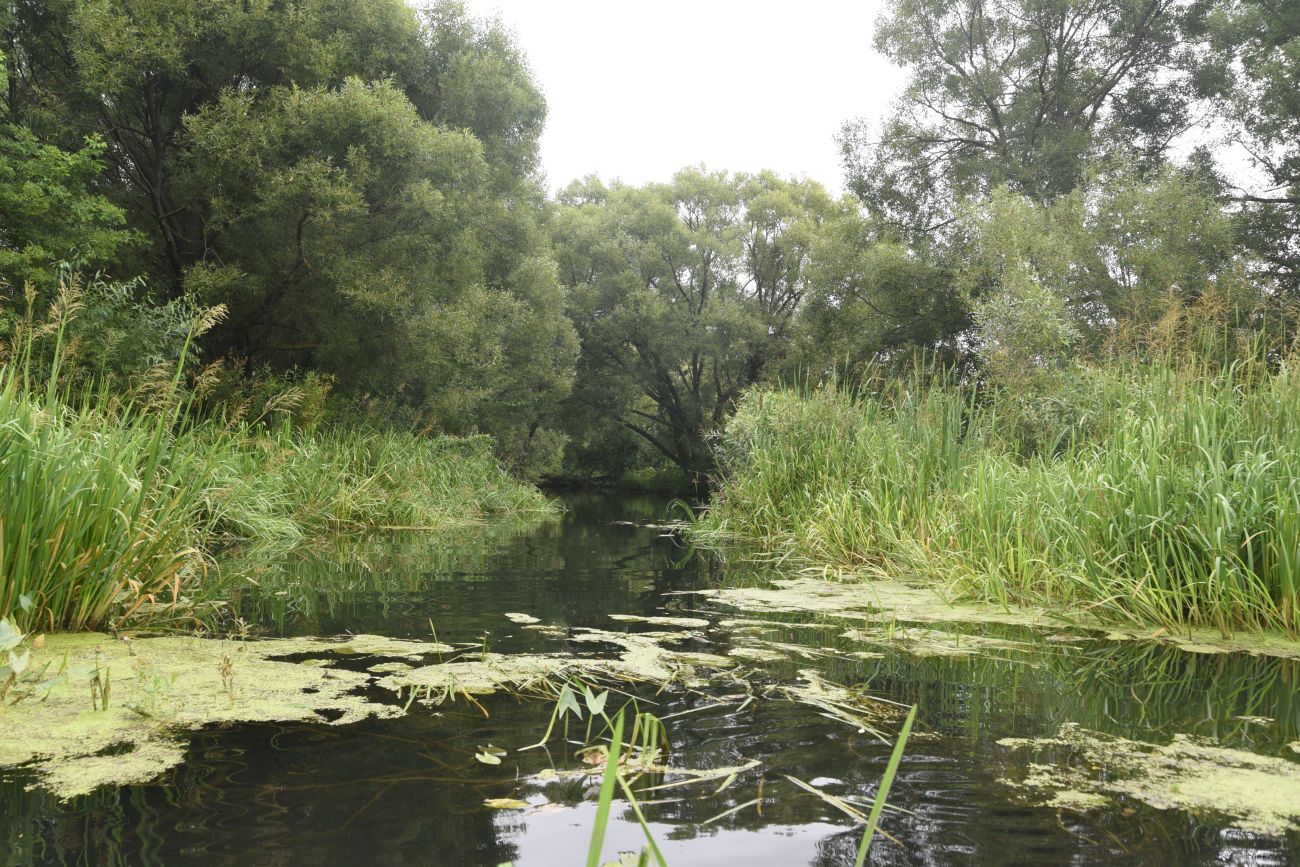 Устье реки Паника, image of landscape/habitat.