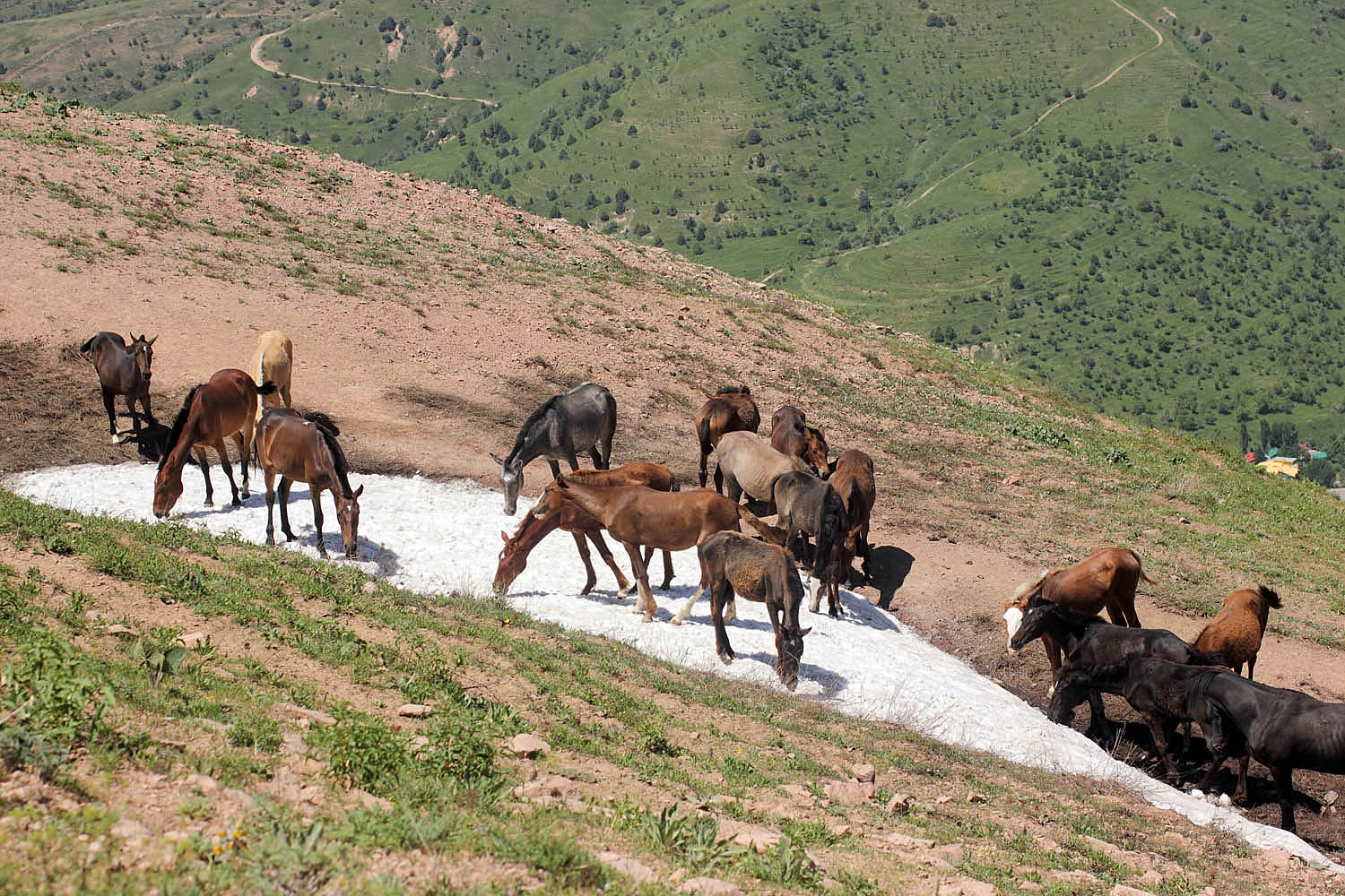 Западный гребень Бол. Чимгана, image of landscape/habitat.