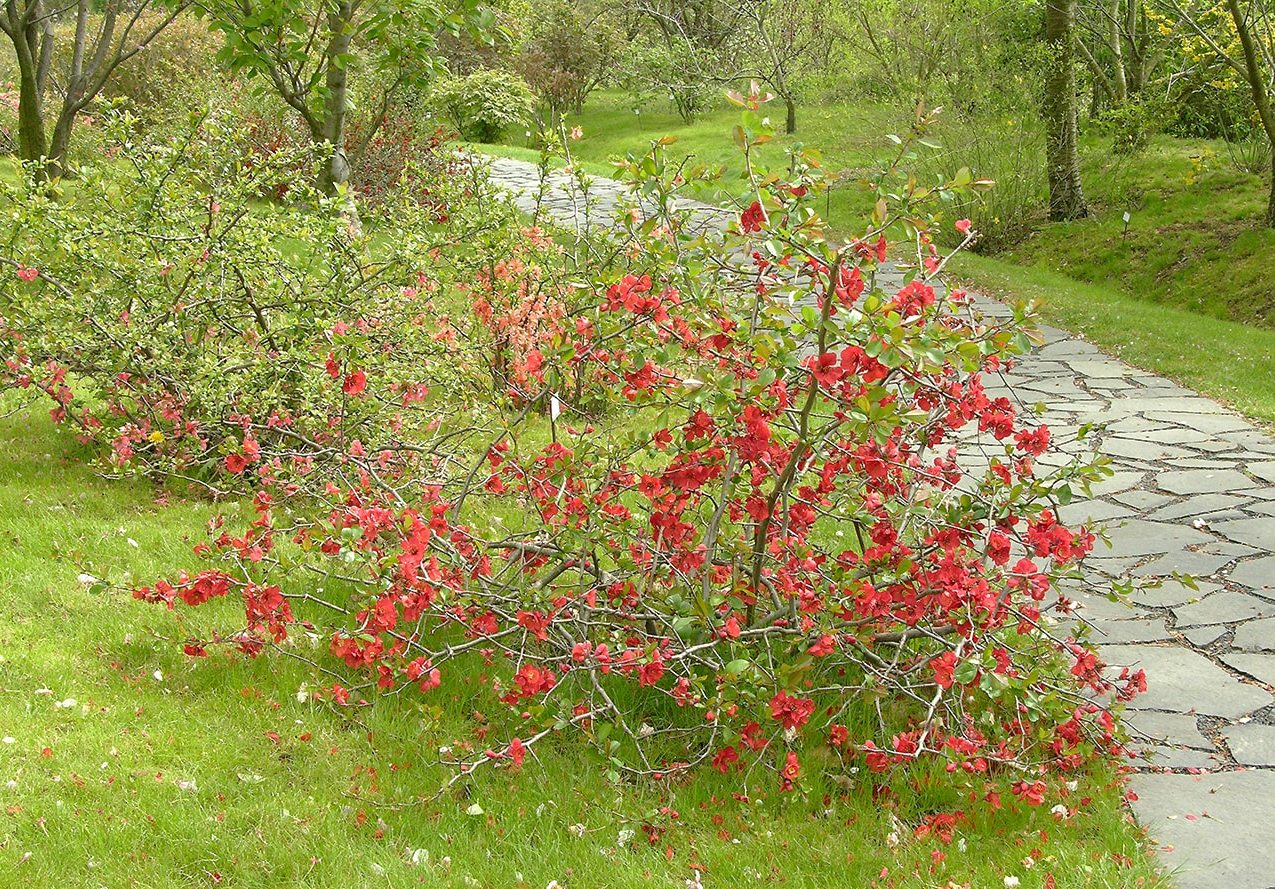 Ботанический сад в Трое, image of landscape/habitat.