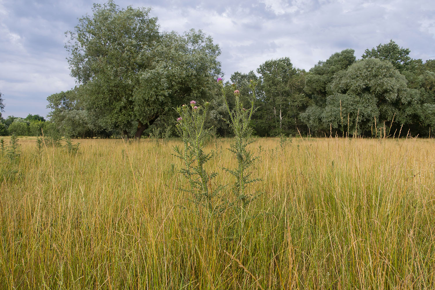 Луг в излучине реки Фарс, image of landscape/habitat.