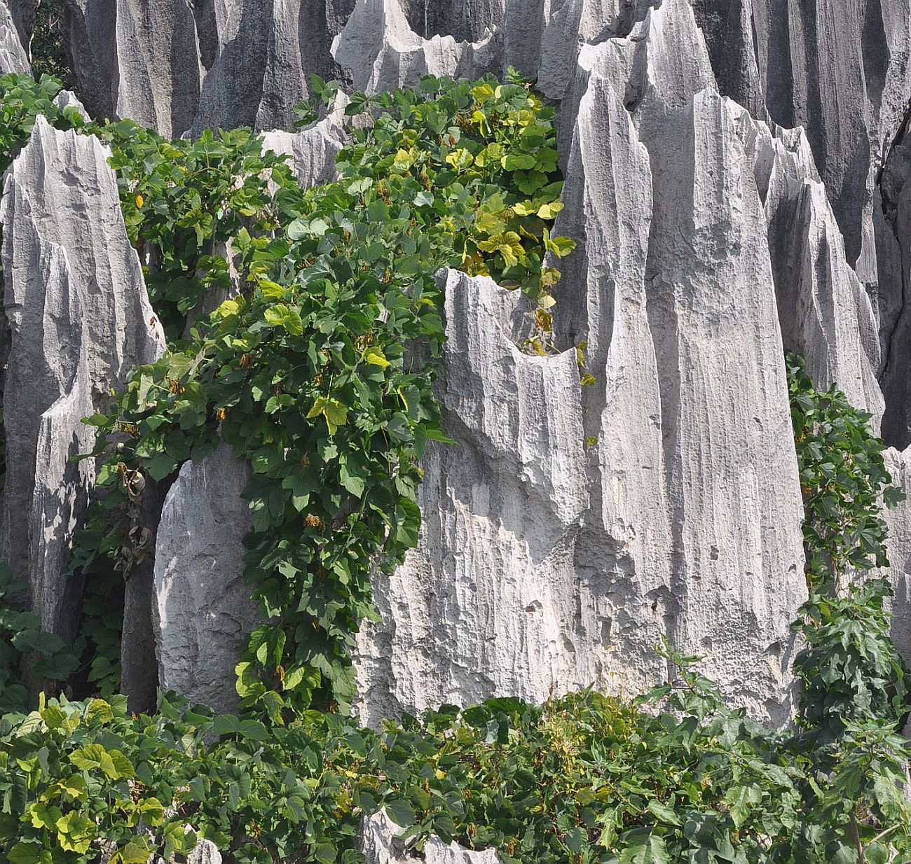 Каменный лес Шилинь, image of landscape/habitat.