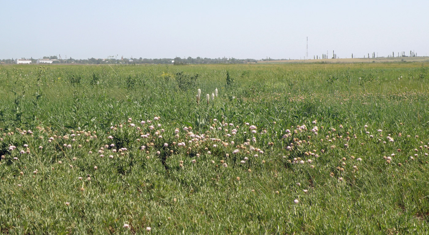 Урочище Выселки, image of landscape/habitat.