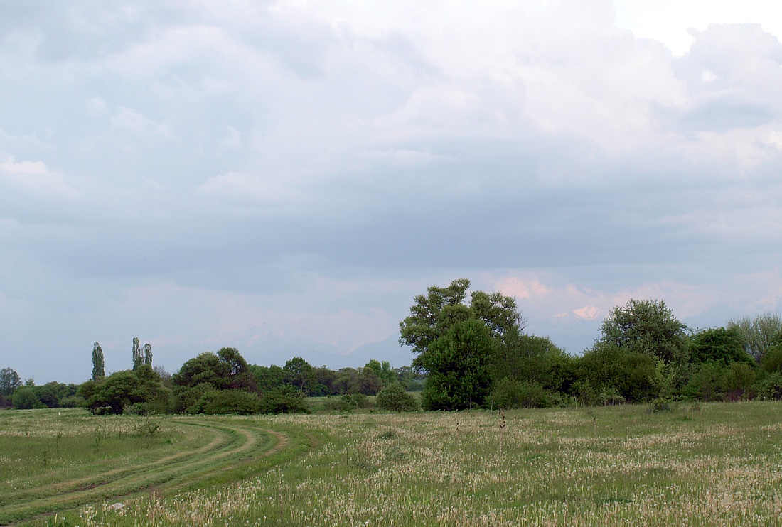 Север Осетинской равнины, image of landscape/habitat.