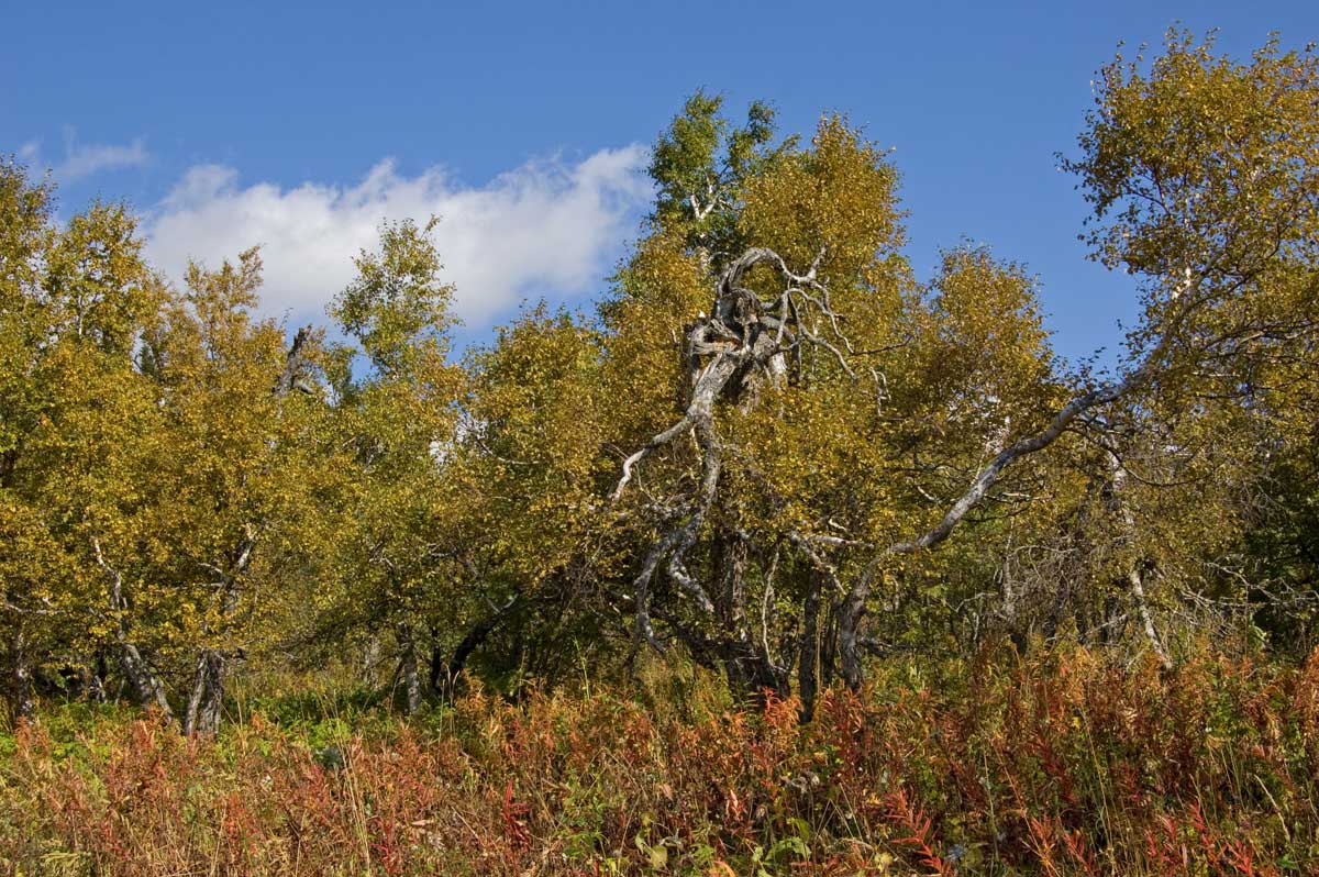 Хребет Уреньга, image of landscape/habitat.