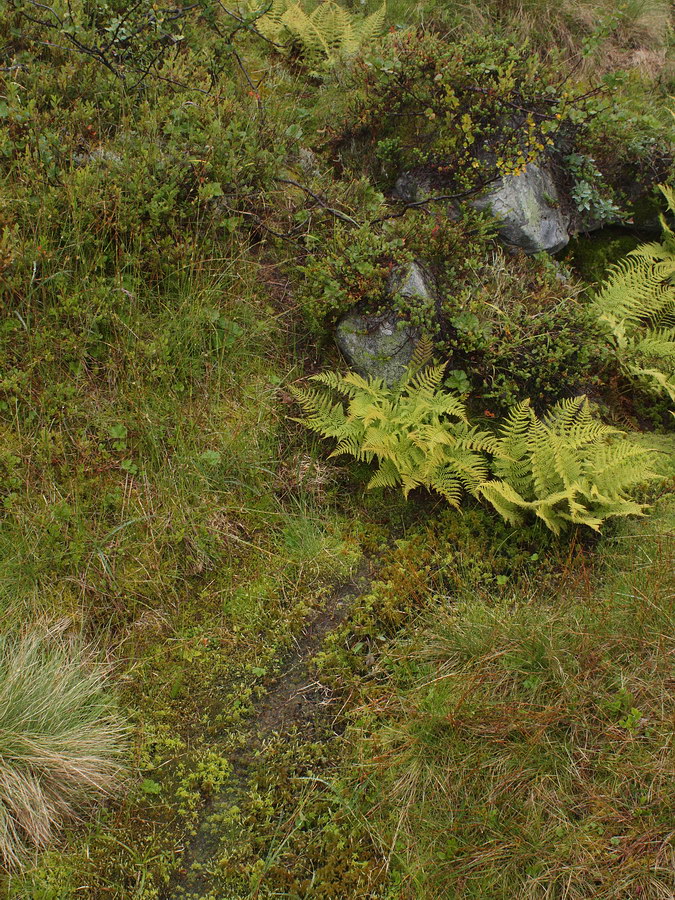 Лисья сопка, image of landscape/habitat.