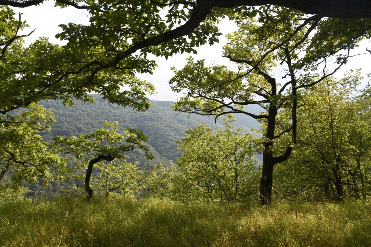 Окрестности горы Черединова, image of landscape/habitat.