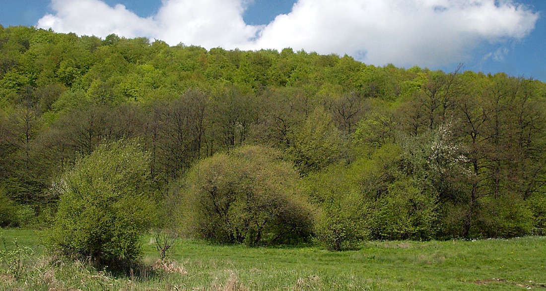 Юг Осетинской равнины, image of landscape/habitat.