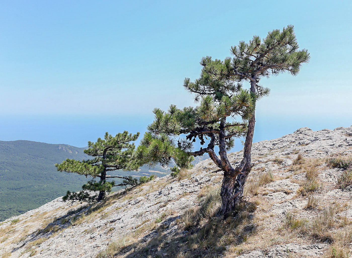 Ай-Петринская яйла, image of landscape/habitat.