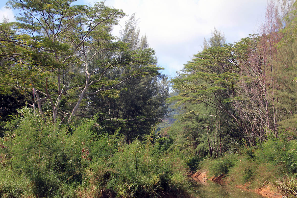 Остров Маэ, image of landscape/habitat.